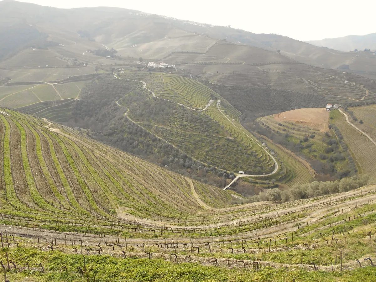 Vine terraces curving across the hills of the Alto Douro