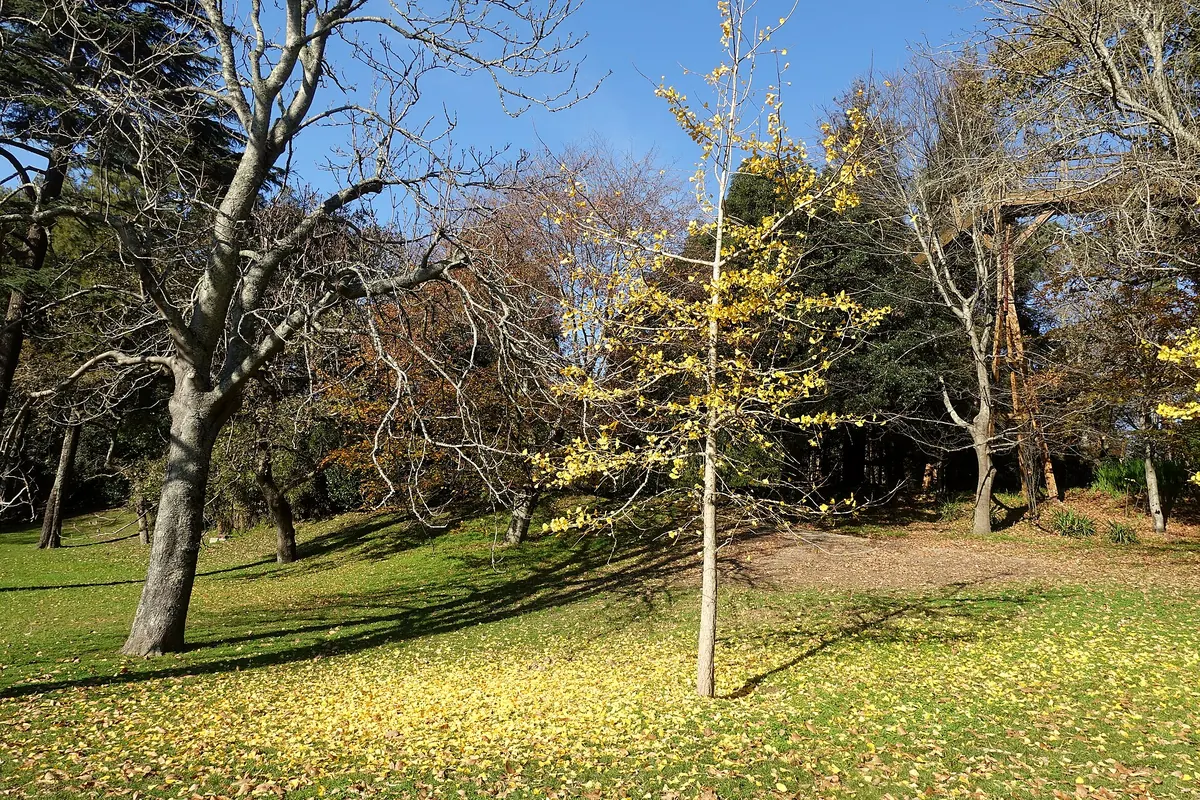 Autumn trees in the Serralves park