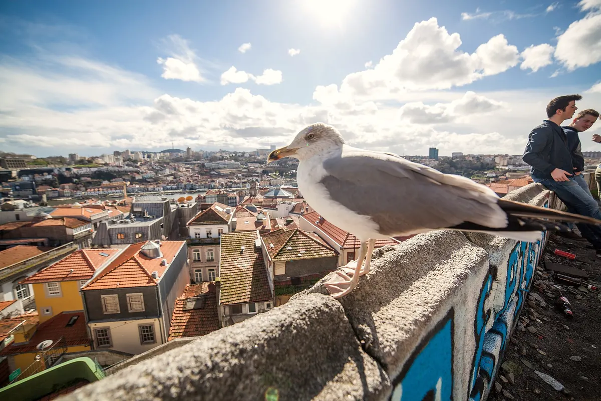 A gull on the wall at Miradouro da Vitória overlooking the old town